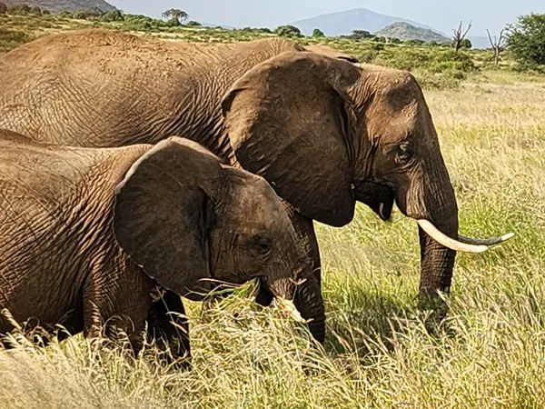 Amazing Kenya Safari